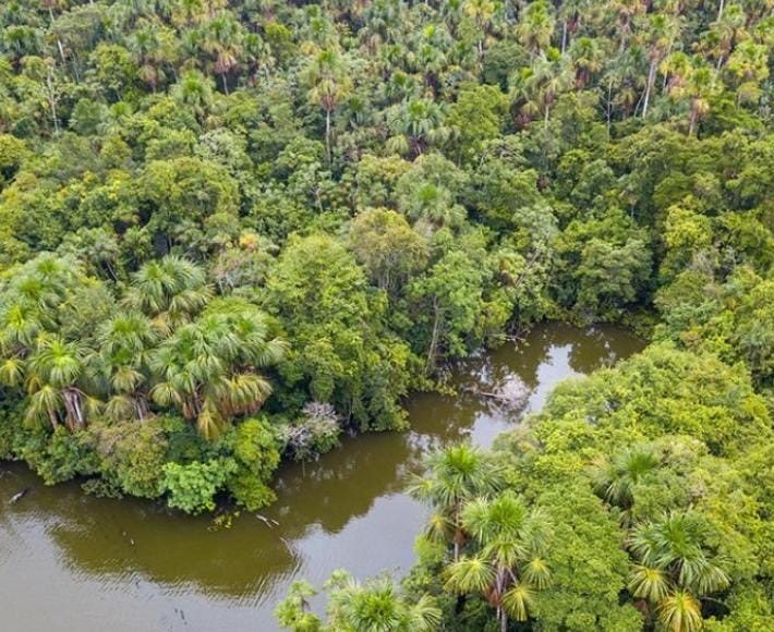 Vista aérea de un río entre palmeras y selva de la Amazonía peruana
