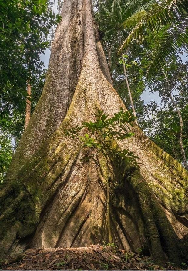 Tronco y raíces tabulares de una ceiba gigante vista desde abajo