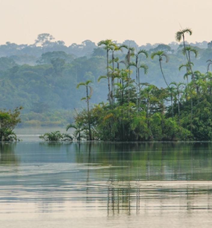Lago amazónico con palmeras entre la niebla