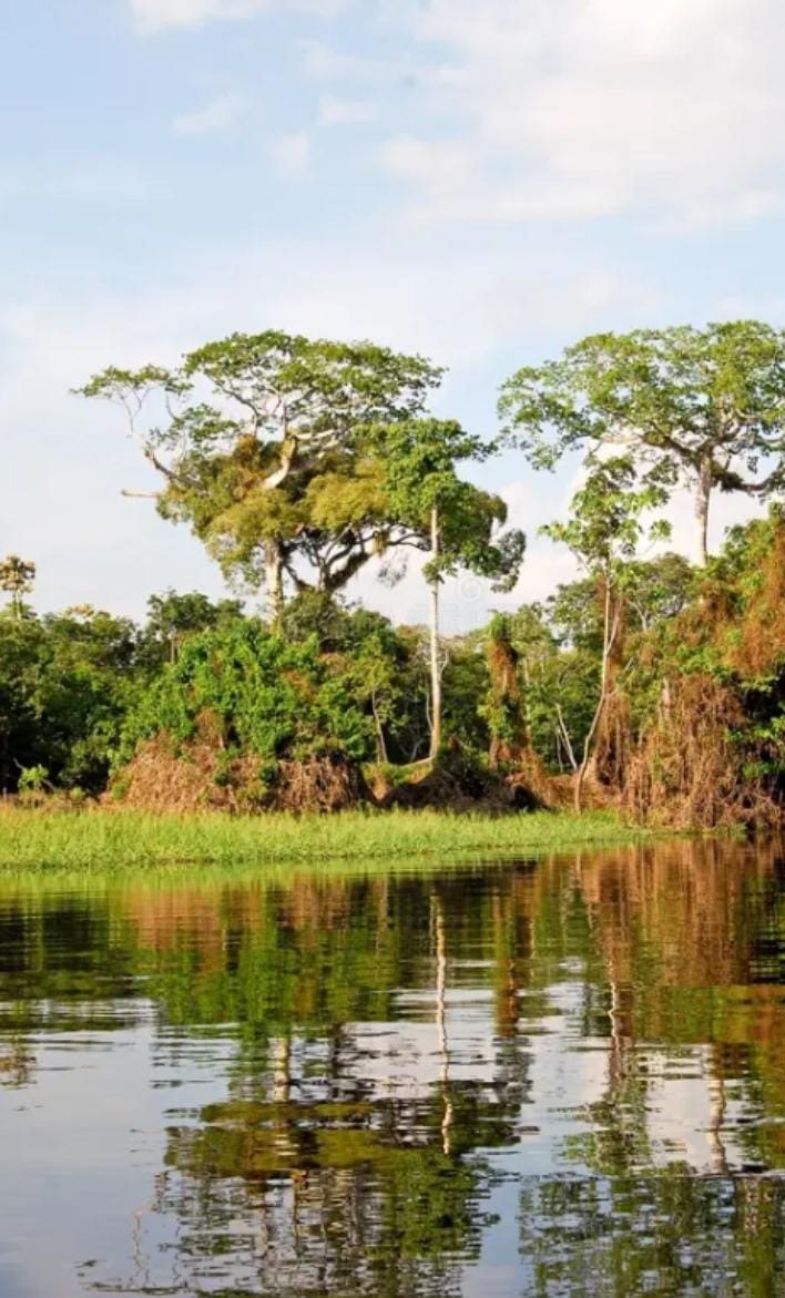 Orilla de un río amazónico con árboles reflejados en el agua